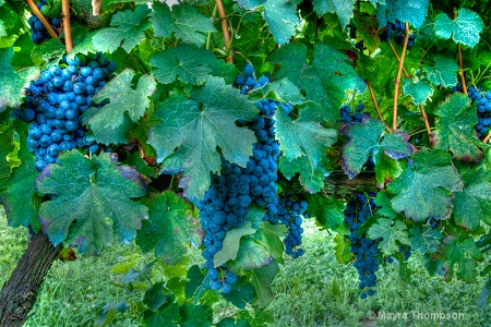 Grape Harvest:  Photo Essay