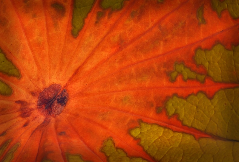 " Lotus Leaf in Fall Color"