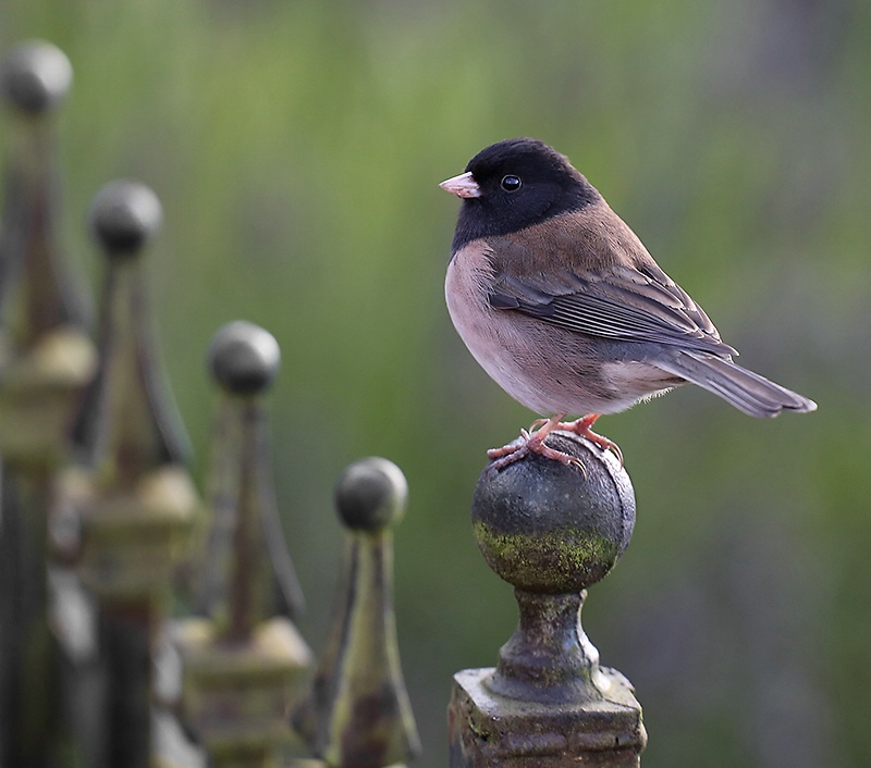 Dark-eyed Junco