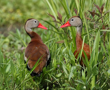 Black Bellied Whistling Ducks