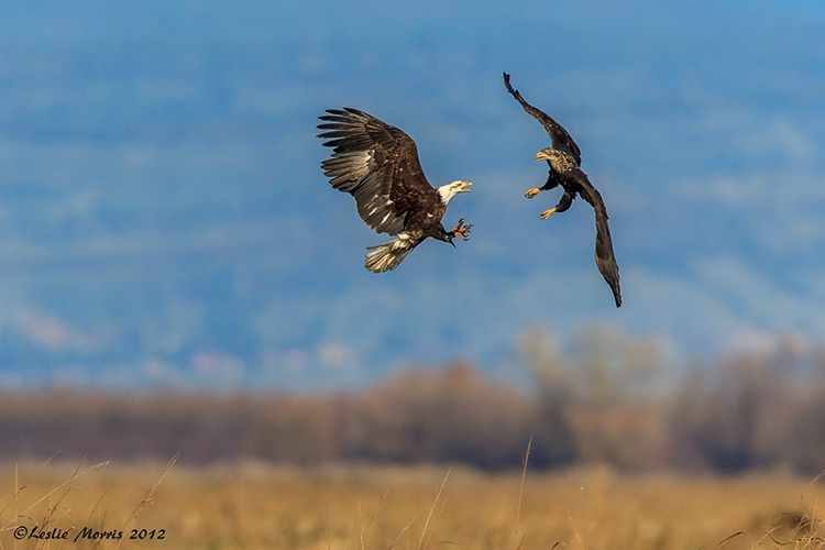 Bald Eagles in Rice Country - ID: 13623104 © Leslie J. Morris