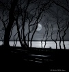 Moonlit Stroll