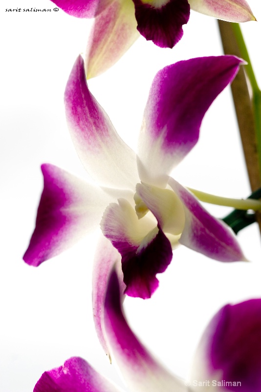 pink orchids on white background