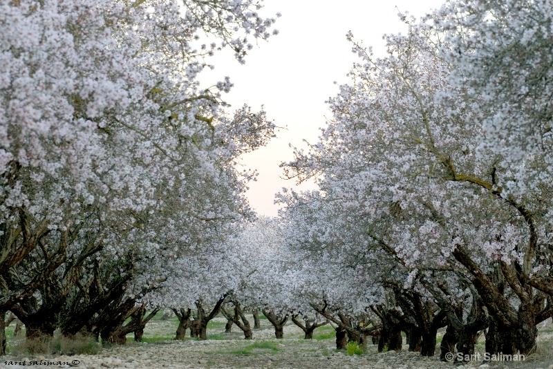 almond tree blossom