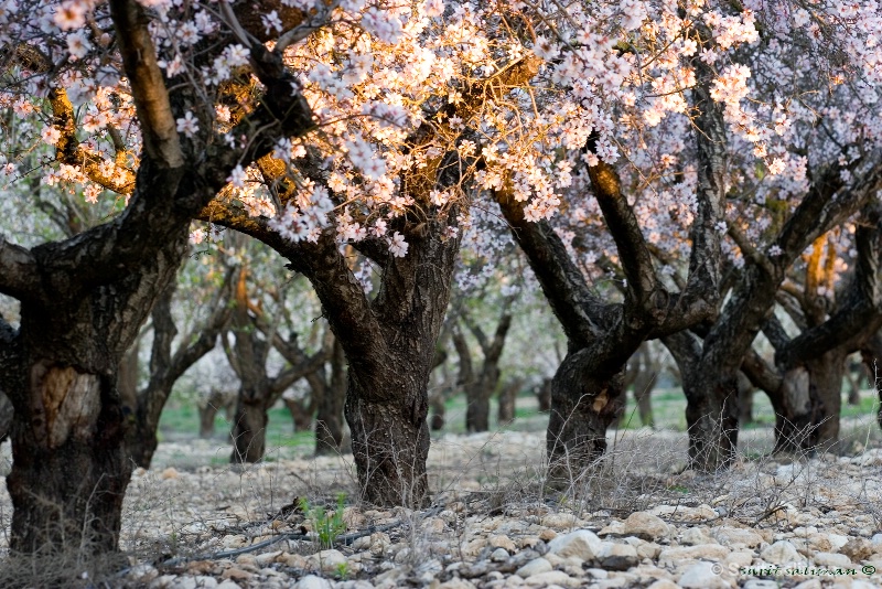 almond tree blossom wite First light