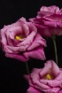 Three Pink Listha...