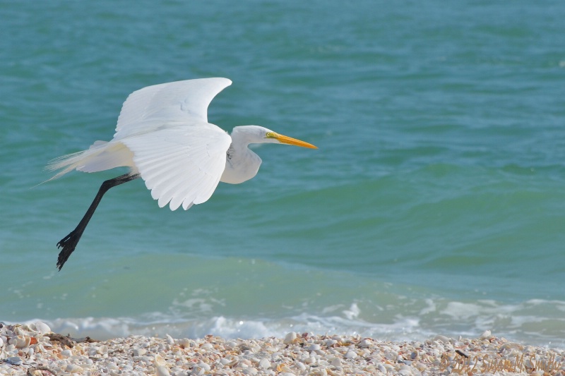 Great Egret