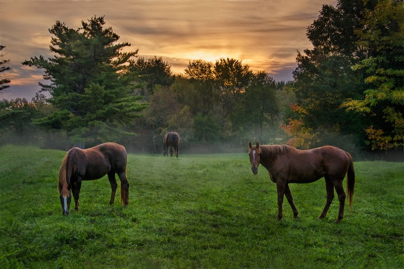 Misty Morning