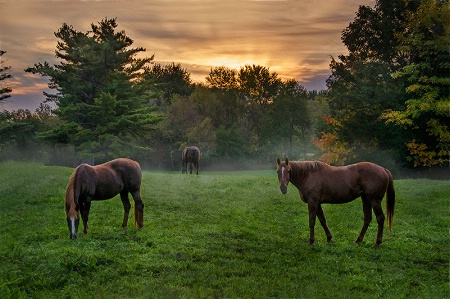 Misty Morning