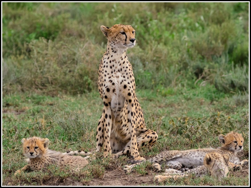 Mother and Cubs