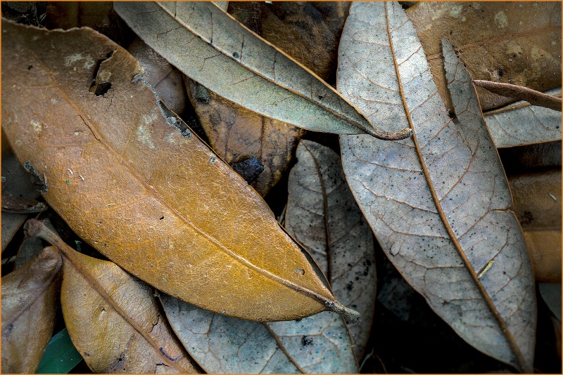 Tiny Fallen Leaves