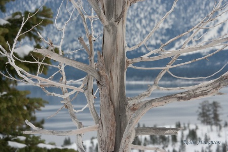 Tahoe Tree