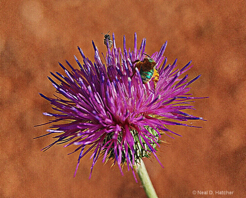 ----------"The Thistle and The Honey Bees"