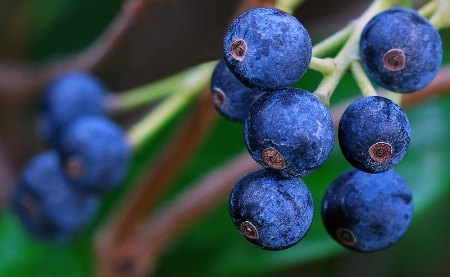 ~Winter Berries~