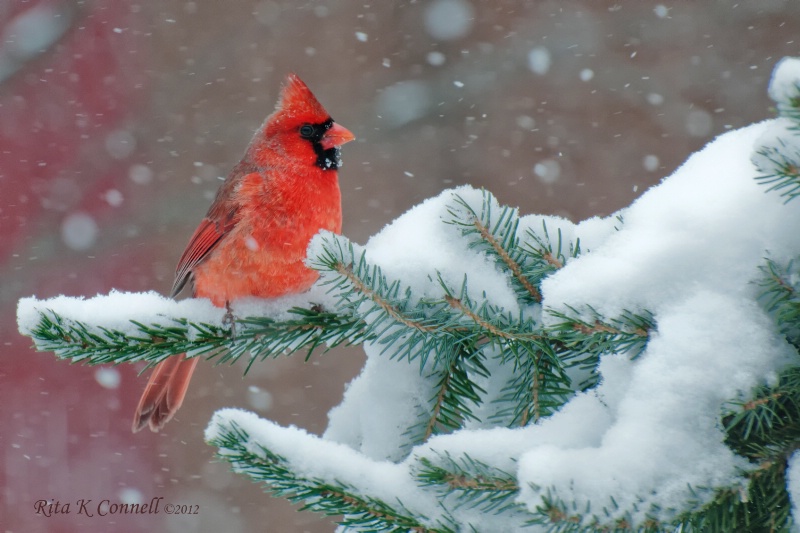 Frosty Cardinal