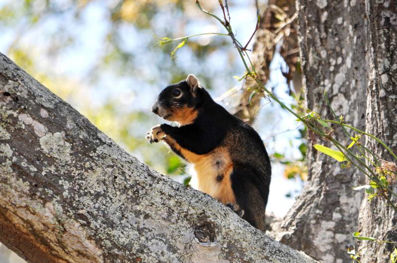 Fox Squirrel