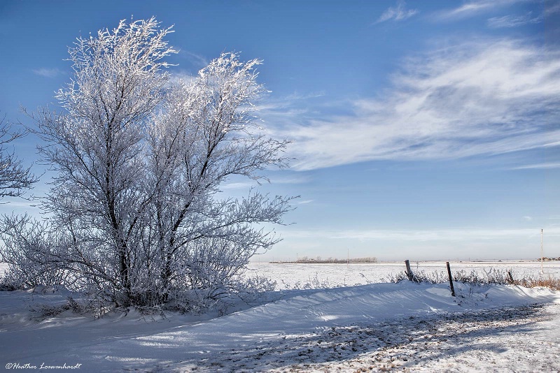 Winter Frosting