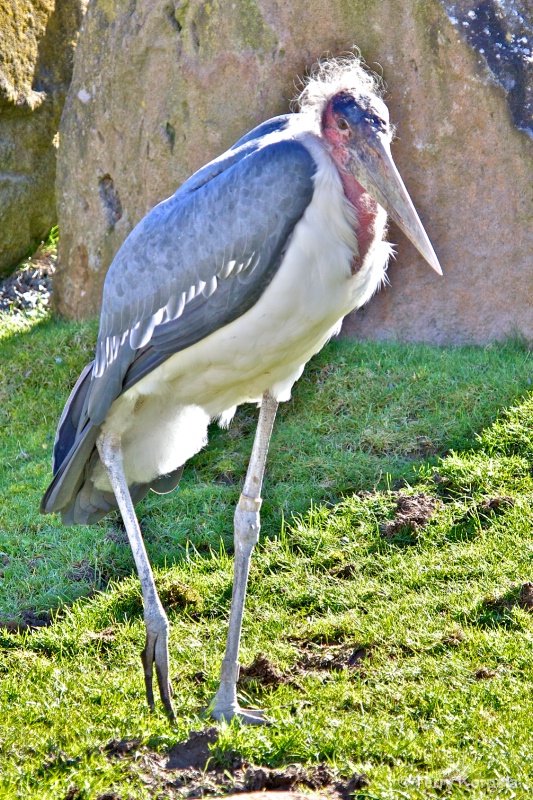 Marabou Stork - ID: 13626152 © Terry Korpela