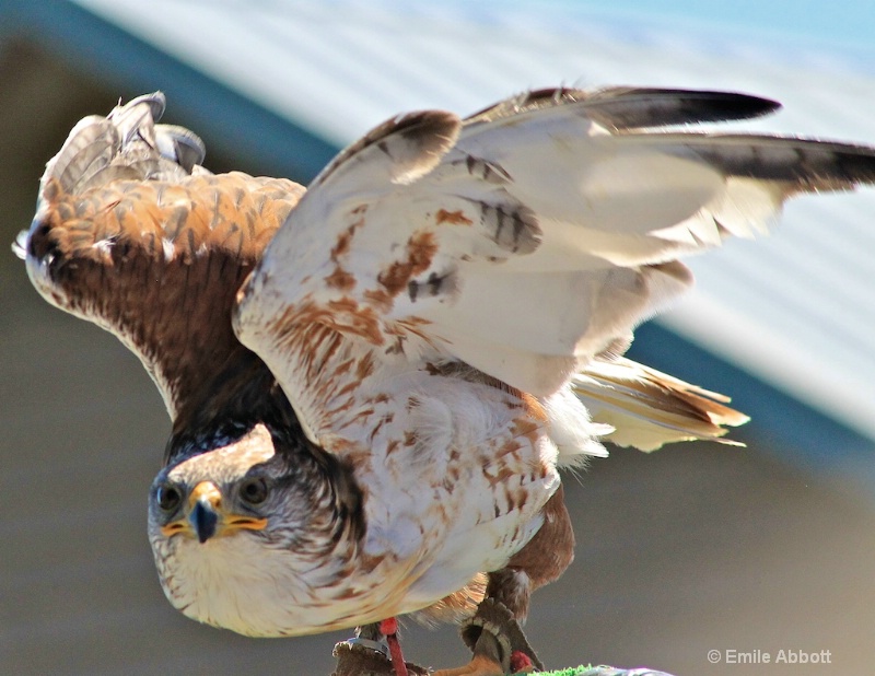 Hawk - ID: 13626242 © Emile Abbott