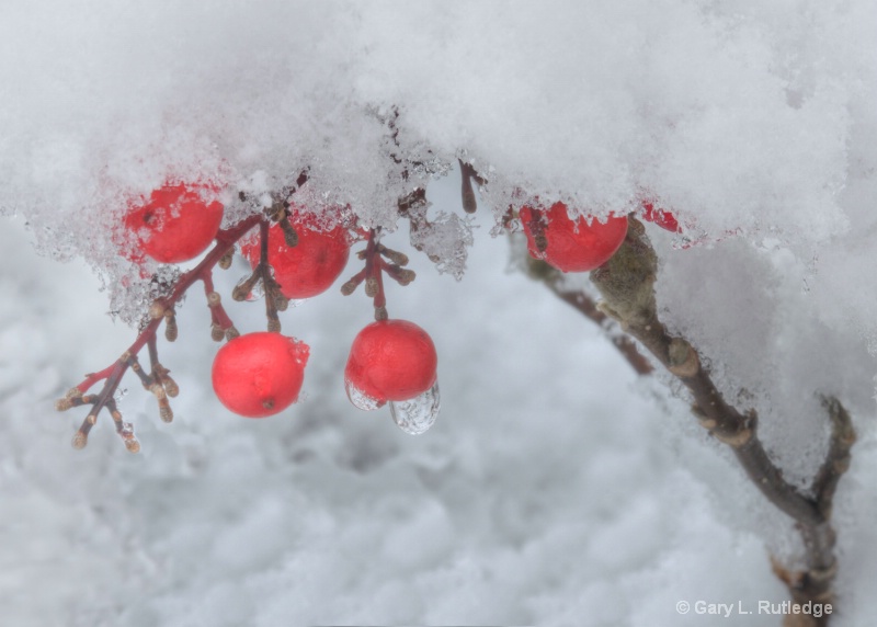 7-1 snow covered nadina berries