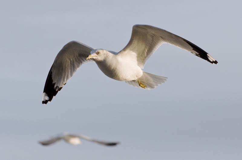 Flying Ring-billed Gull