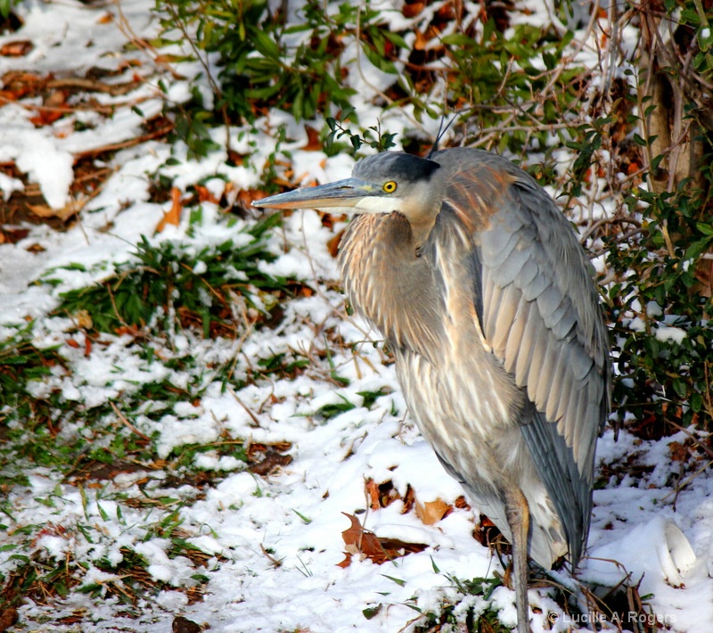Heron in the Snow