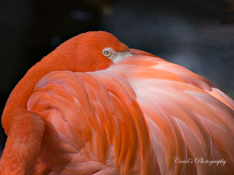 Keeping My Beak Warm