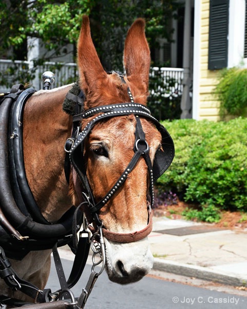 Mule In Charleston, SC