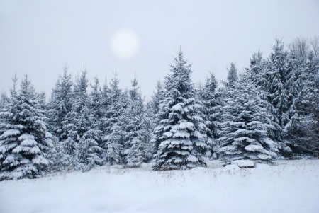 Snow in the Pines