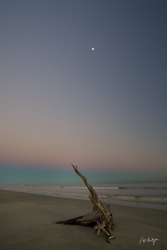 Driftwood Moon