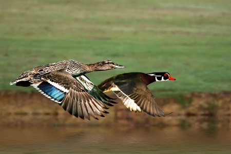 Mallard-Woody