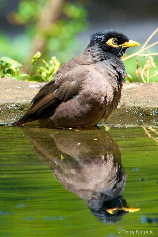 mynah bird from hawaii - ID: 13627344 © Terry Korpela