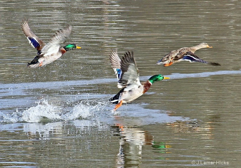 Mallard Ducks-flight pose