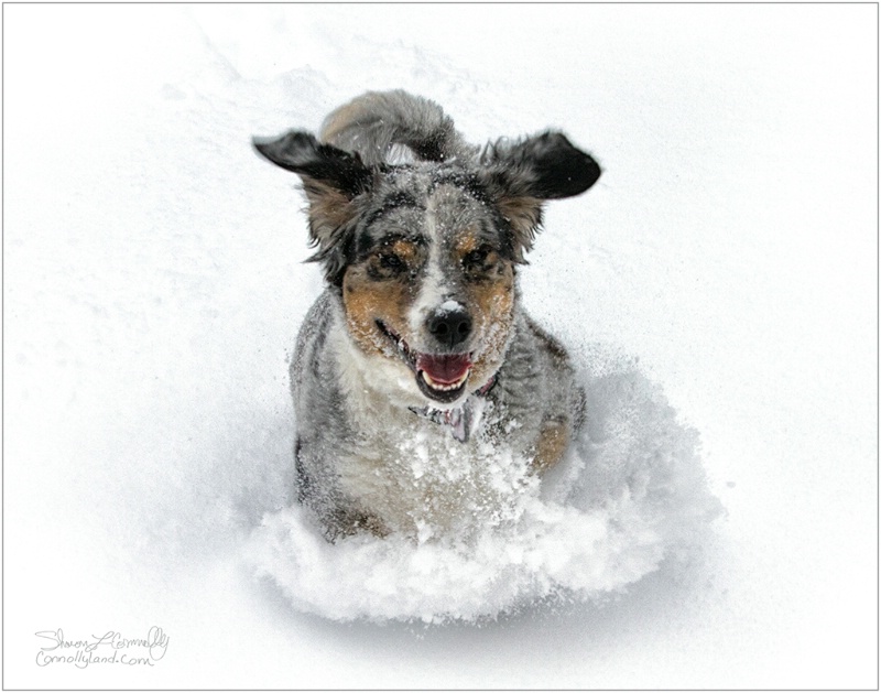 Snow Dogging