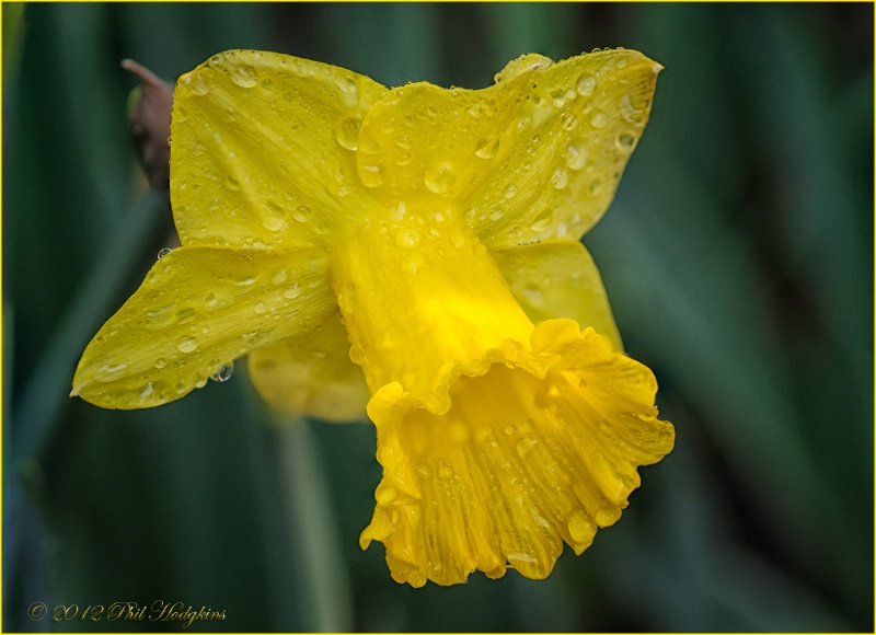 Daffodil (Jonquil?)