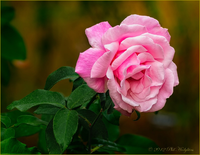 Queen Elizabeth Hybrid Tea Rose