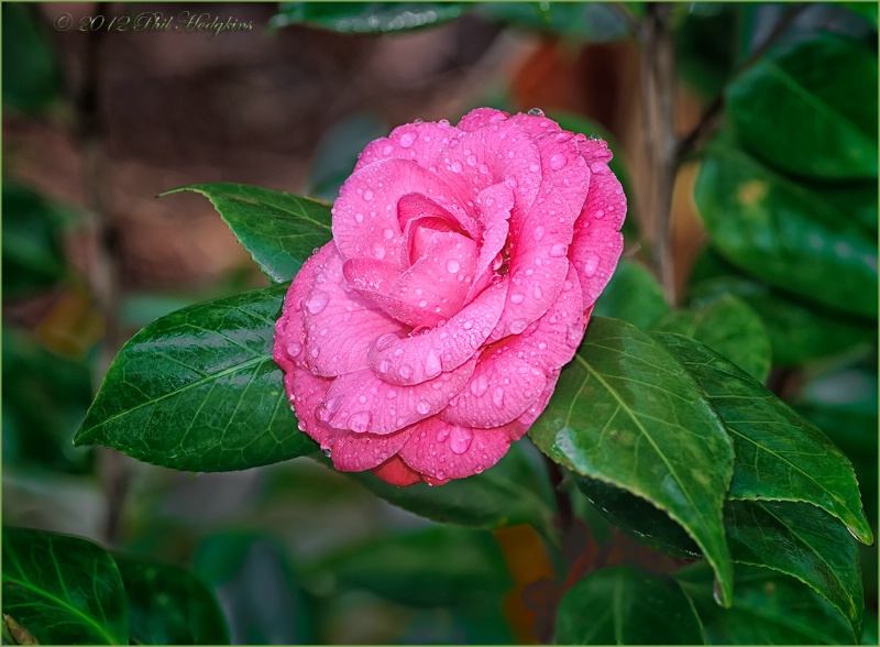 Wet Pink Perfection