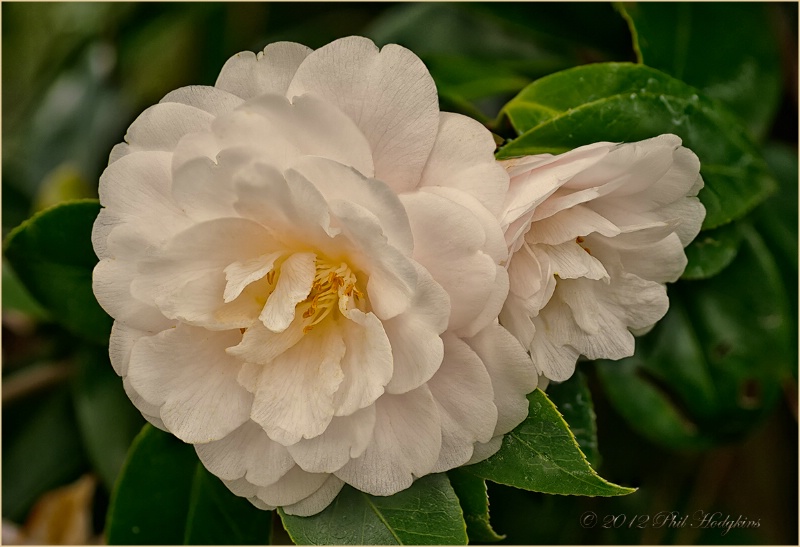 White Camellias