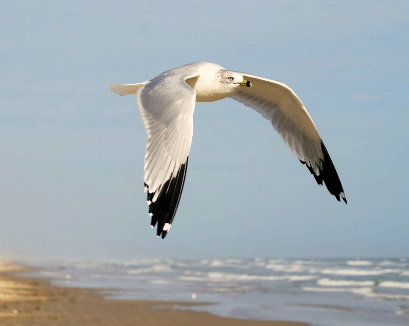 In Flight