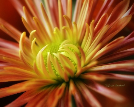 Photo Contest 1st Place Prize Winner