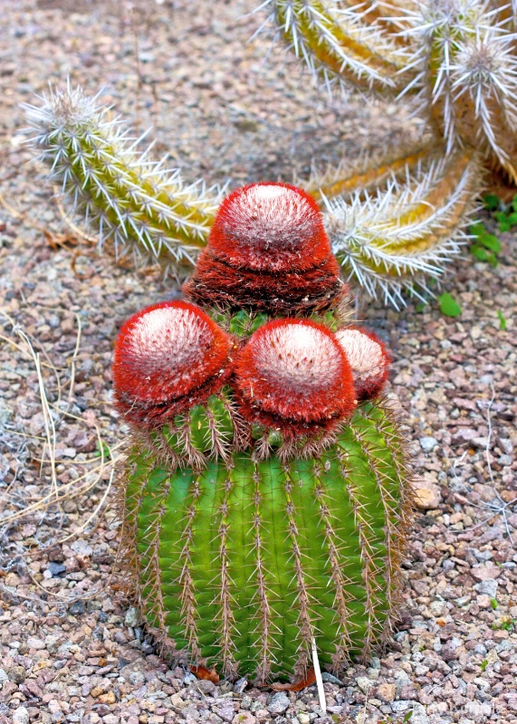 Cactus Nevis Botanical Garden Caribbean - ID: 13628402 © Terry Korpela