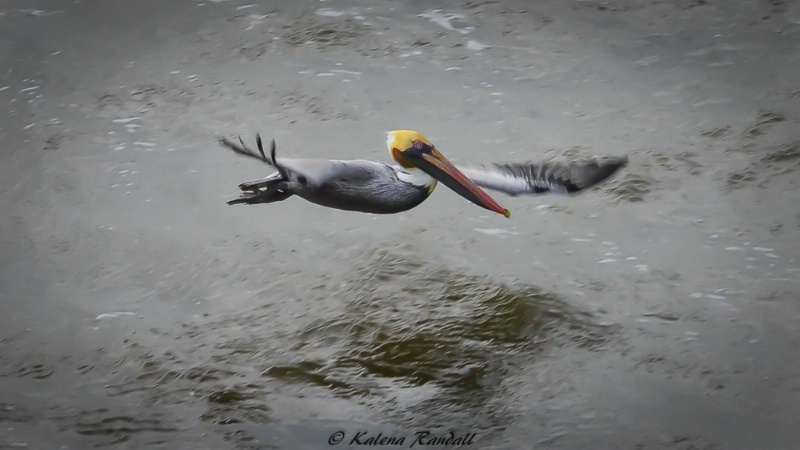 Beauty in Flight