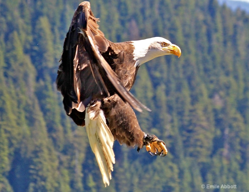 Canadian Great Bald Eagle in flight - ID: 13628472 © Emile Abbott