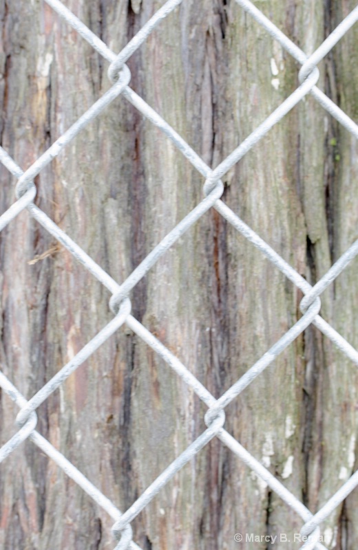 Fenced Bark