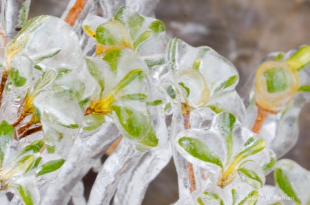 Plant Iced Over