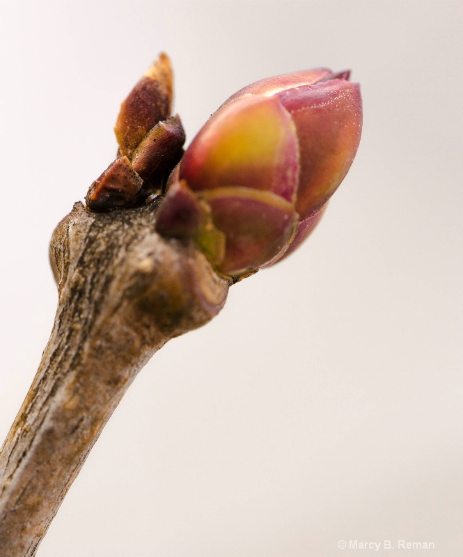 Winter Lilac Bud