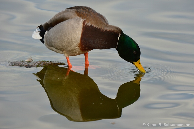 Duck and Reflection
