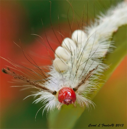 White Tussock Moth Caterpillar