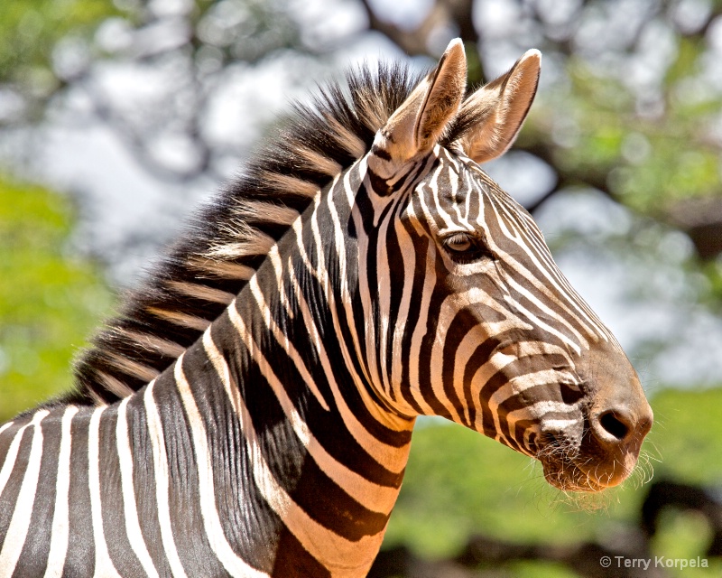 Zebra Honolulu Zoo - ID: 13630516 © Terry Korpela