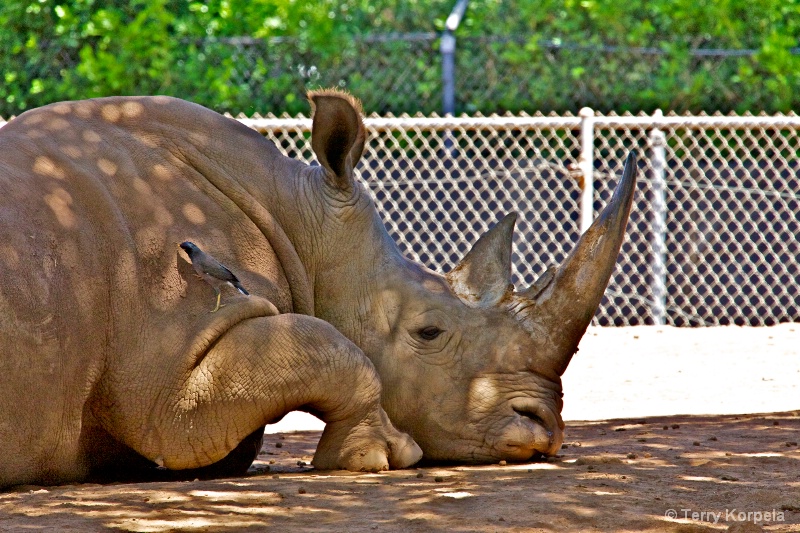 the Myna and Rhino Honolulu zoo - ID: 13630519 © Terry Korpela
